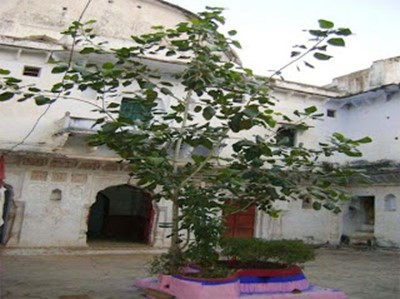 https://theindianmuslim.files.wordpress.com/2015/06/062315_0738_aurangzebal12.jpg?w=400